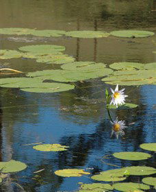 Cabins@theView - Accommodation NSW 1