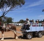 Ariah Park Camping Ground - Accommodation NSW