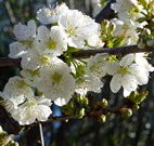 Coolah Caravan Park - Accommodation NSW
