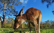 Melaleuca Surfside Backpackers - Accommodation NSW 4