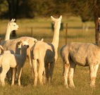 Waterfall Way Farmstay - Accommodation NSW