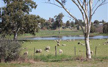 Yamba Farmstay - Accommodation NSW 5