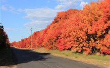 Yamba Farmstay - Accommodation NSW 4