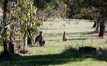 Amazing Country Escapes - Lakeview Luxury Cabins - Accommodation NSW 2