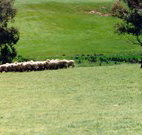 Gooromon Park Cottages - Accommodation NSW