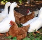 Walls Court Bed and Breakfast - Accommodation NSW