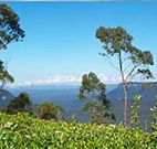 Emaroo Cottage on Argent Street - Accommodation NSW