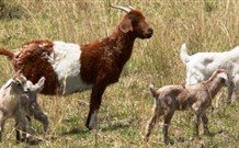  Far Meadow Lodge - Accommodation NSW 6