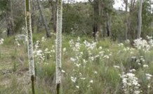  Far Meadow Lodge - Accommodation NSW 5