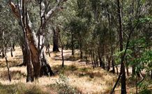 Wagon Wheel Motel And Units - Accommodation NSW 6