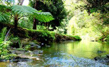 Wonga - Accommodation NSW 2