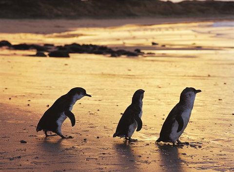 Phillip Island YHA - Accommodation NSW 7
