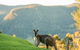 Spring Creek Mountain Cafe And Cottages - thumb 0