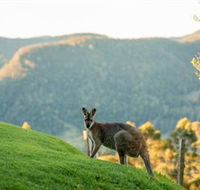 Spring Creek Mountain Cafe and Cottages - Accommodation NSW