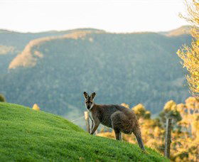 Spring Creek Mountain Cafe And Cottages - Accommodation NSW 0