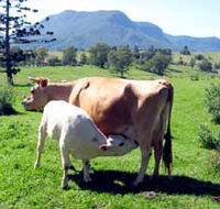 Cedar Glen Farmstay - Accommodation NSW