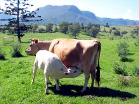 Cedar Glen Farmstay - Accommodation NSW 0