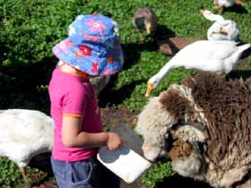 Cedar Glen Farmstay - Accommodation NSW 1