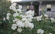Thistledown Country Retreat - thumb 0