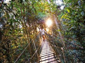 O'Reilly's Rainforest Retreat - Accommodation NSW 0