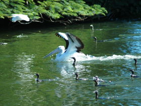 Alexander Lakeside Bed And Breakfast - Accommodation NSW 1