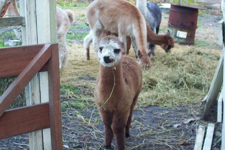 Aroundtu-It Eco Caravan Park - Accommodation NSW 0