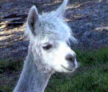 Aroundtu-It Eco Caravan Park - Accommodation NSW 3