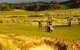 Barnbougle Dunes Golf Links Accommodation - thumb 1