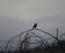 Viewenmore Villa Bed & Breakfast - Accommodation NSW 5