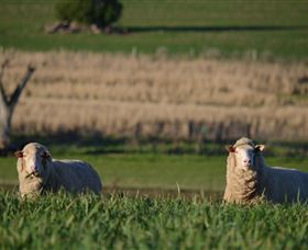 Curringa Farm Accommodation - Accommodation NSW 4