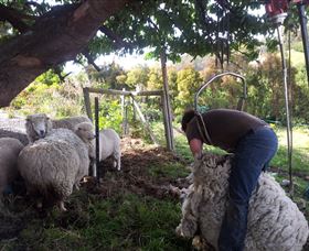 Huon Valley Backpackers - Accommodation NSW 7