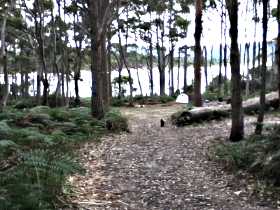 Eco Camping And Glamping Family And Pet Friendly, Secluded And Private Safe And Secure By Appointment Only - Accommodation NSW 1