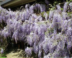 Elmshurst - Accommodation NSW 1