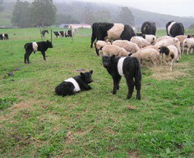 Hurlfield Farm Cottage - Accommodation NSW 3