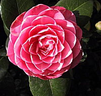 Cloverlea Gardens Bed and Breakfast - Accommodation NSW