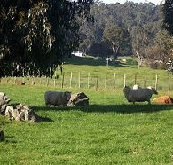 Ferndale Guest Cottage - Accommodation NSW