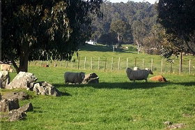 Ferndale Guest Cottage - Accommodation NSW 0