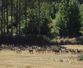 Springfield Deer Farm - Accommodation NSW 1