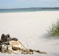 Bicheno Backpackers Hostel - Accommodation NSW