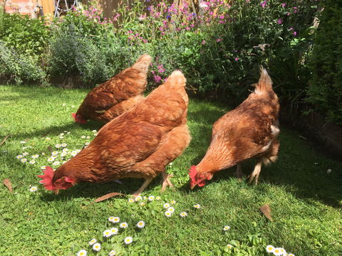 Aggies Bed And Breakfast - Accommodation NSW 3