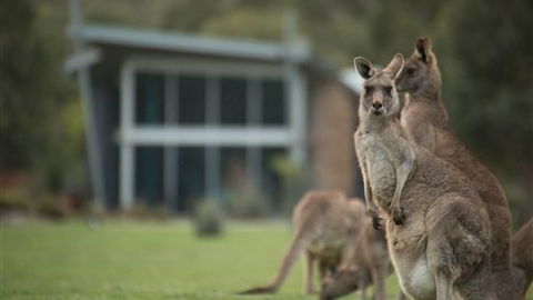 Aspect Villas - Accommodation NSW 5