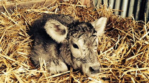 Freshwater Creek Cottages - Accommodation NSW 7