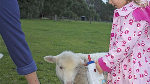 Freshwater Creek Cottages - Accommodation NSW 6