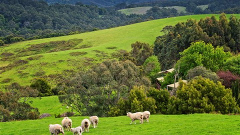 Johanna River Farm And Self Contained Cottages - Accommodation NSW 1