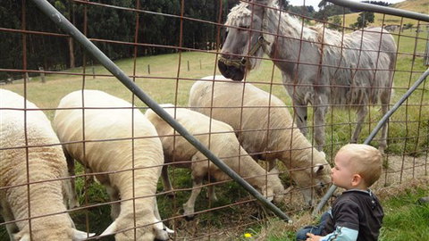 Johanna River Farm And Self Contained Cottages - Accommodation NSW 3