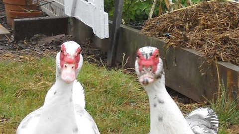 Johanna River Farm And Self Contained Cottages - Accommodation NSW 5