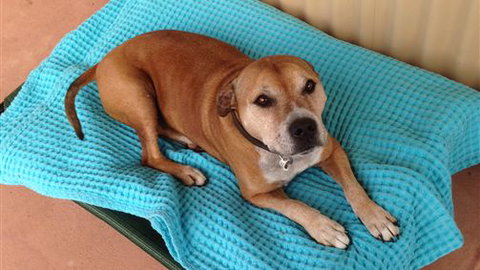 Bells By The Beach Holiday House Ocean Grove - Accommodation NSW 1