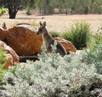 Kangaroos in the Top Paddock - Accommodation NSW