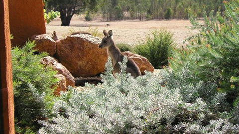 Kangaroos In The Top Paddock - Accommodation NSW 0