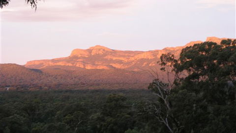 Kangaroos In The Top Paddock - Accommodation NSW 2